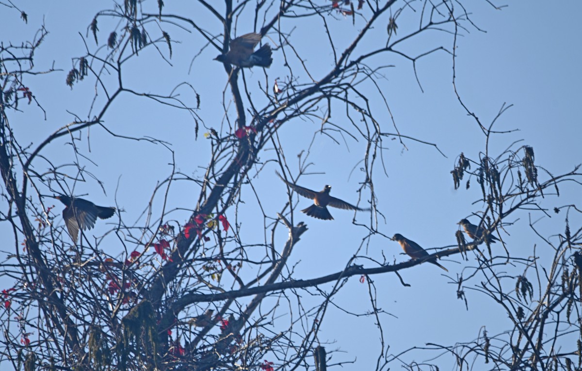 American Robin - ML630071641