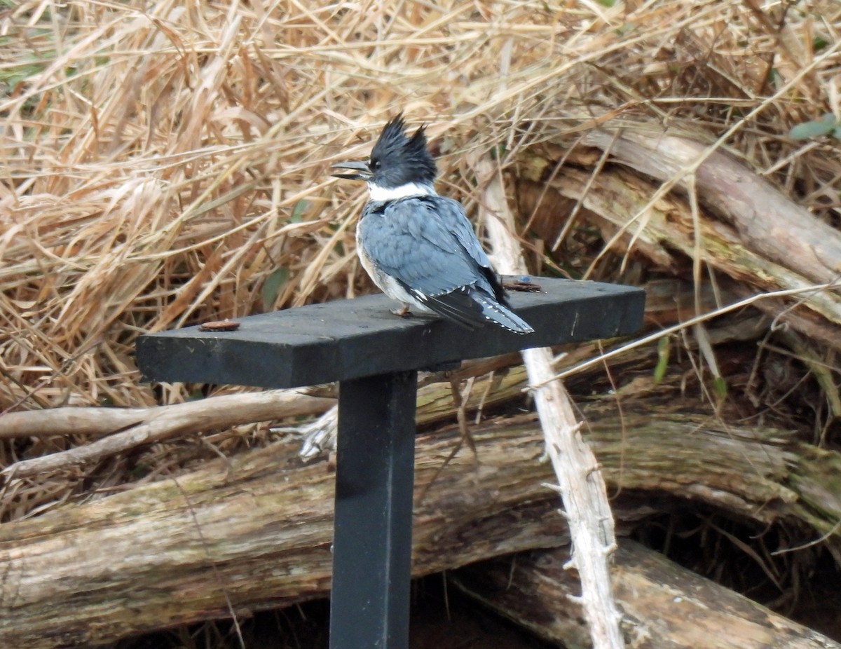 Belted Kingfisher - ML630071669