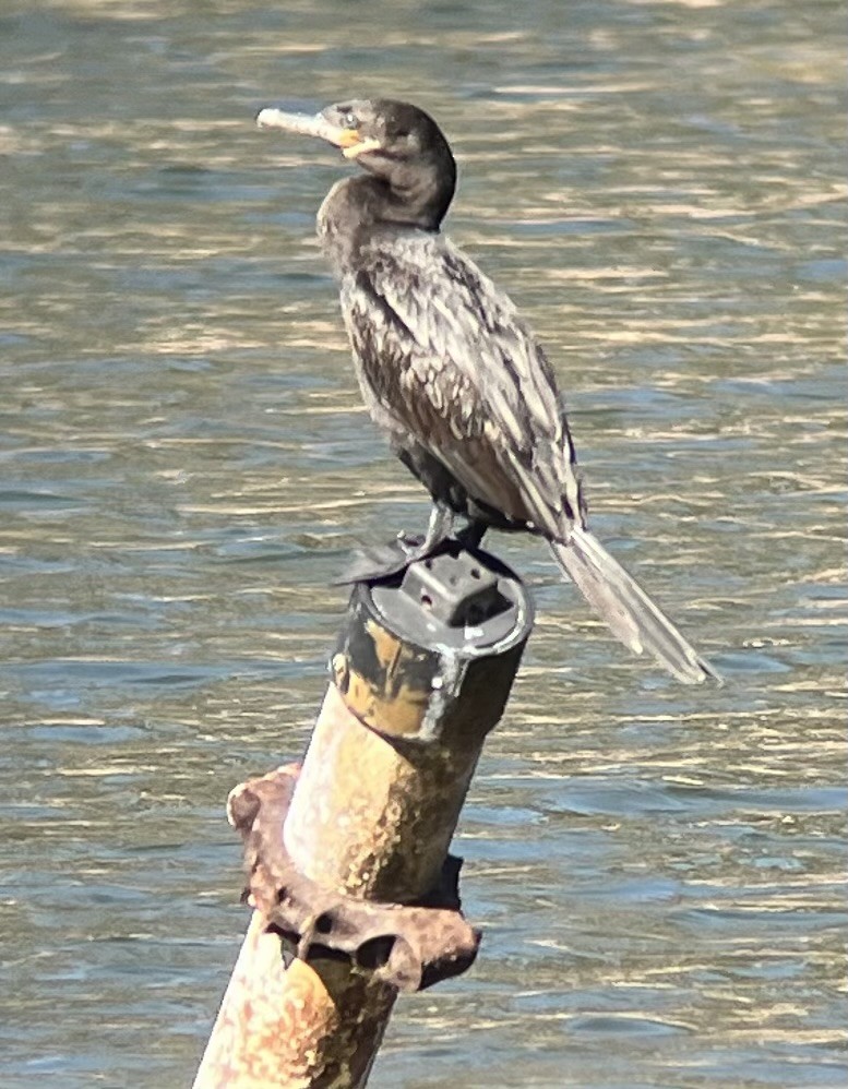 Neotropic Cormorant - ML630071787