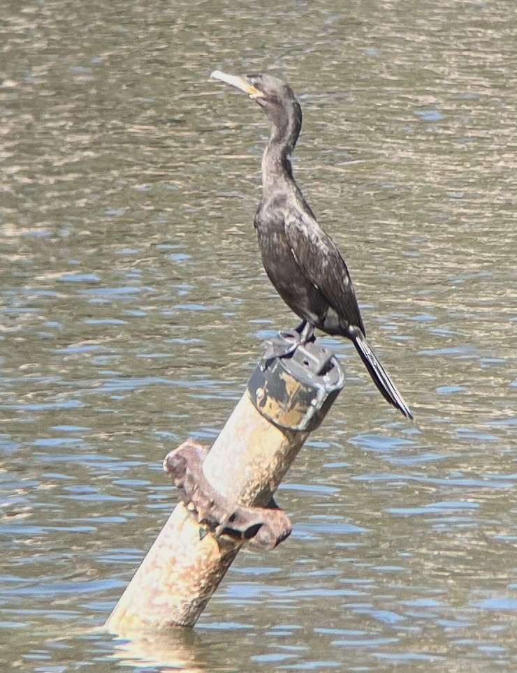 Neotropic Cormorant - ML630071833