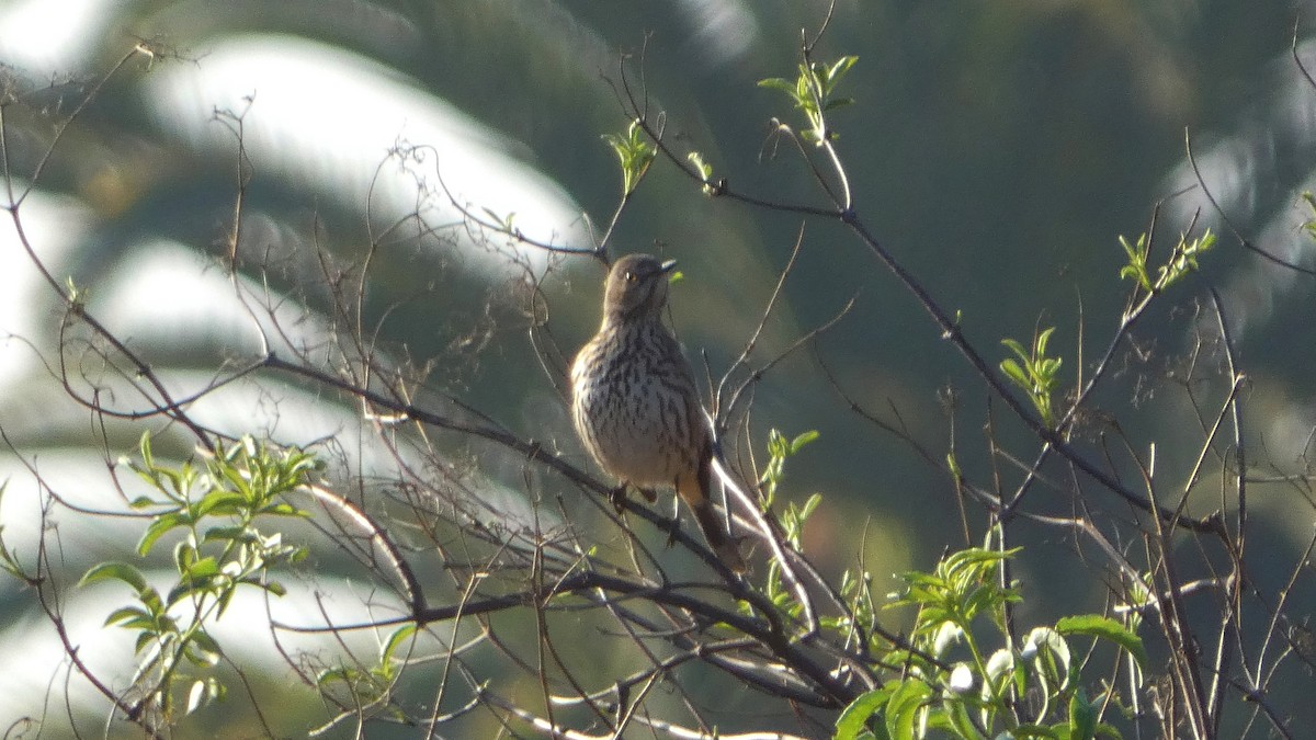 Sage Thrasher - ML630071958