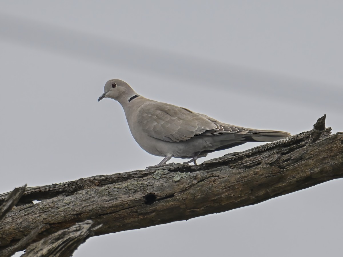 Usapal turkiarra - ML630072016