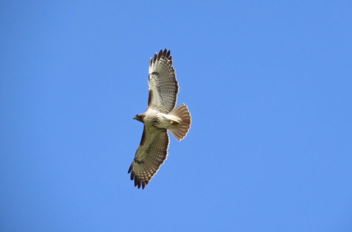 Red-tailed Hawk - ML630072022