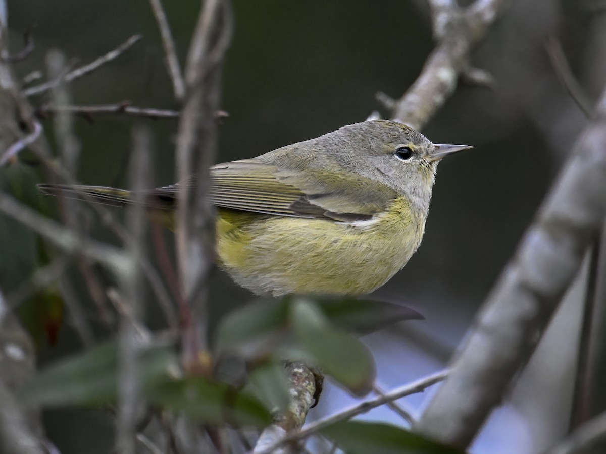 Orange-crowned Warbler - ML630072060