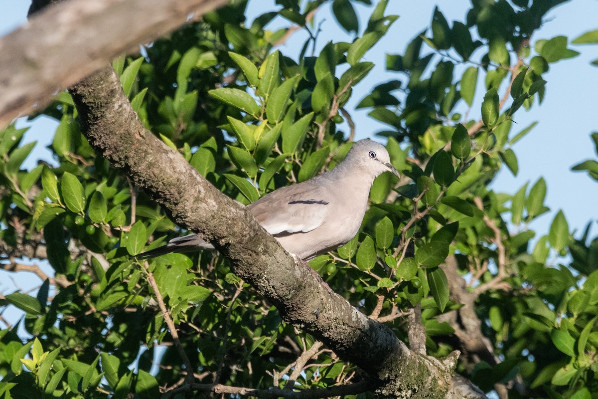 Picui Ground Dove - ML630072443