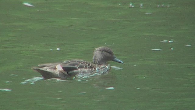 Andean Teal - ML630072497