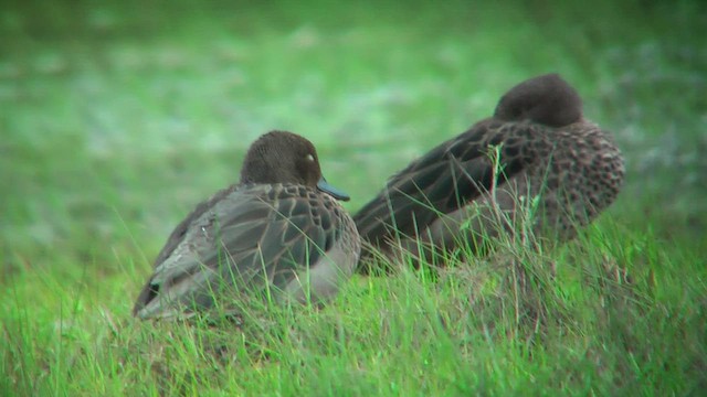 Andean Teal - ML630072498