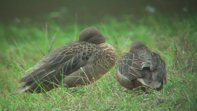 Andean Teal - ML630072508