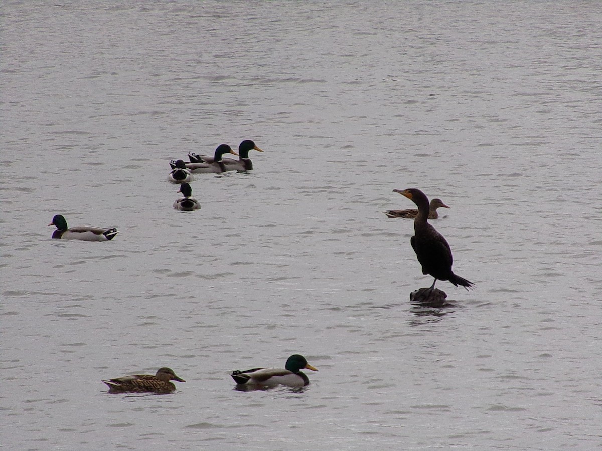 Double-crested Cormorant - ML630072595
