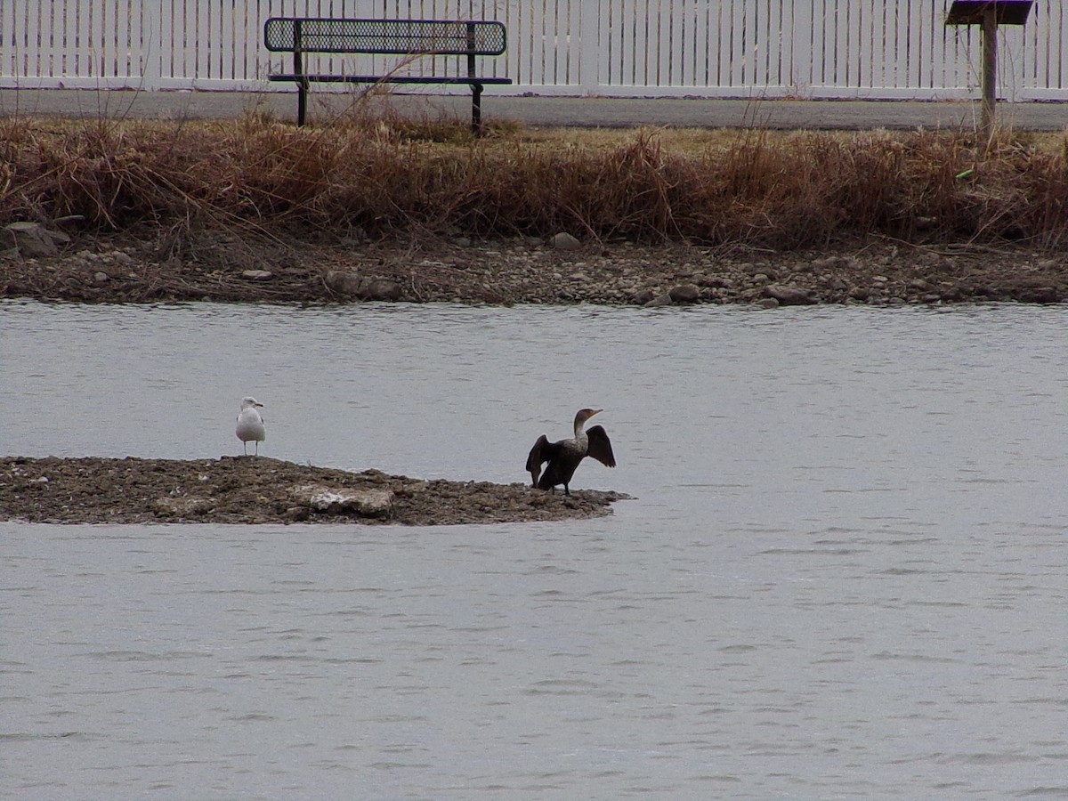 Double-crested Cormorant - ML630072596