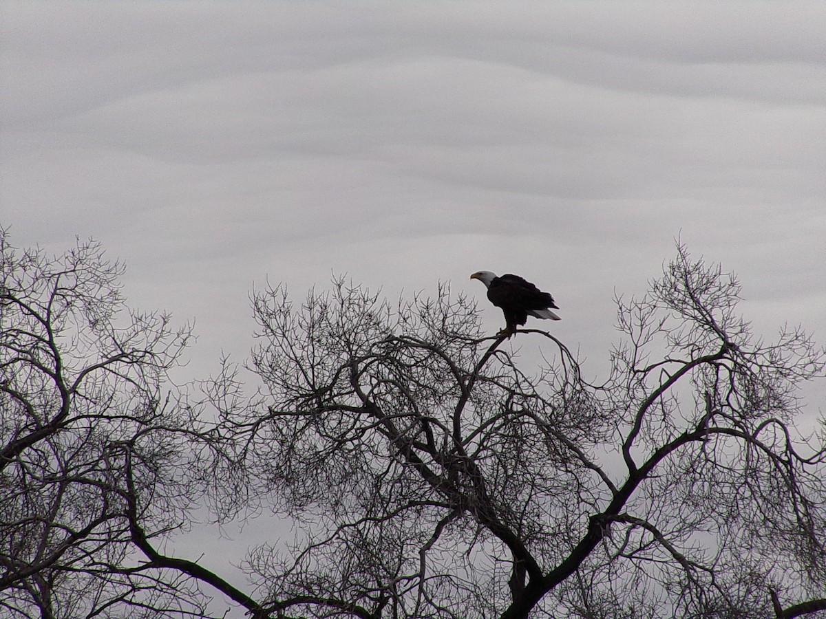 Bald Eagle - ML630072619