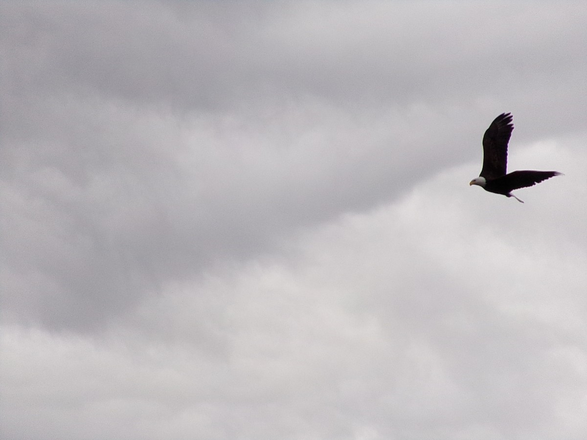 Bald Eagle - ML630072620