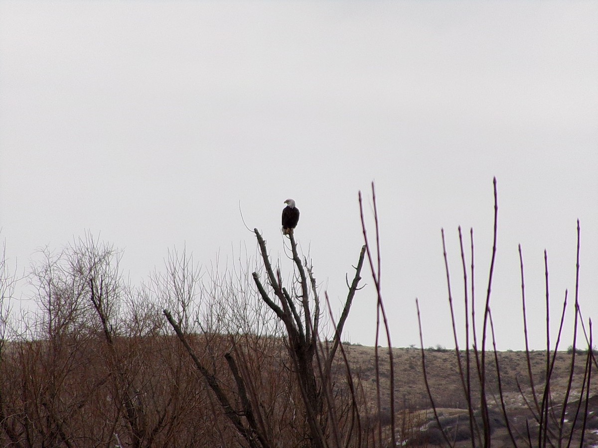 Bald Eagle - ML630072641