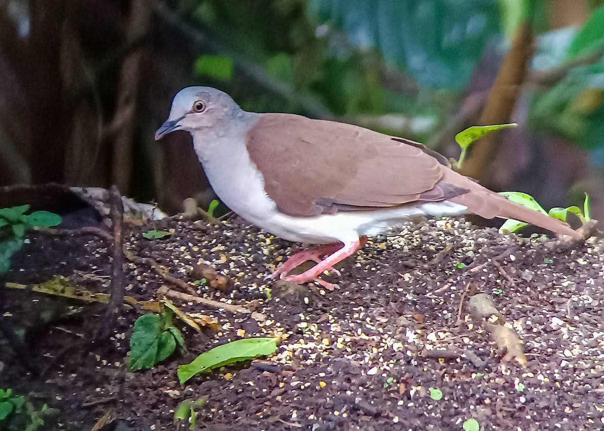 Pallid Dove - ML630072653