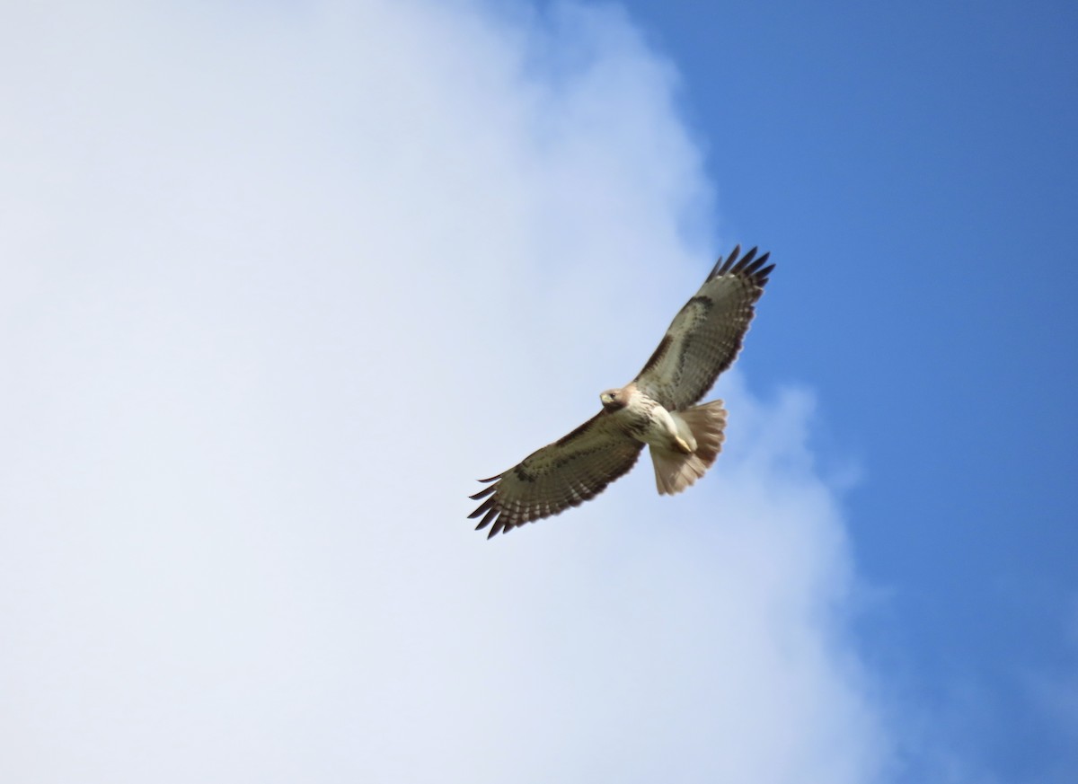 Red-tailed Hawk - ML630072847