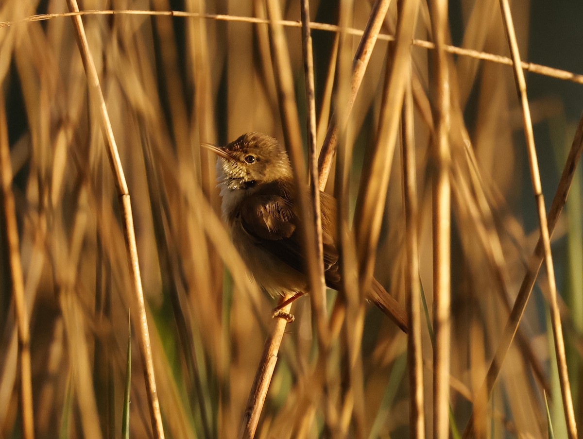 Common Reed Warbler - ML630072893