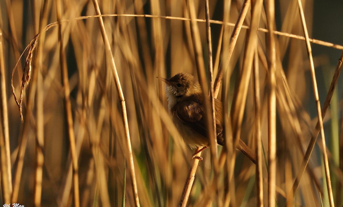 Common Reed Warbler - ML630072894