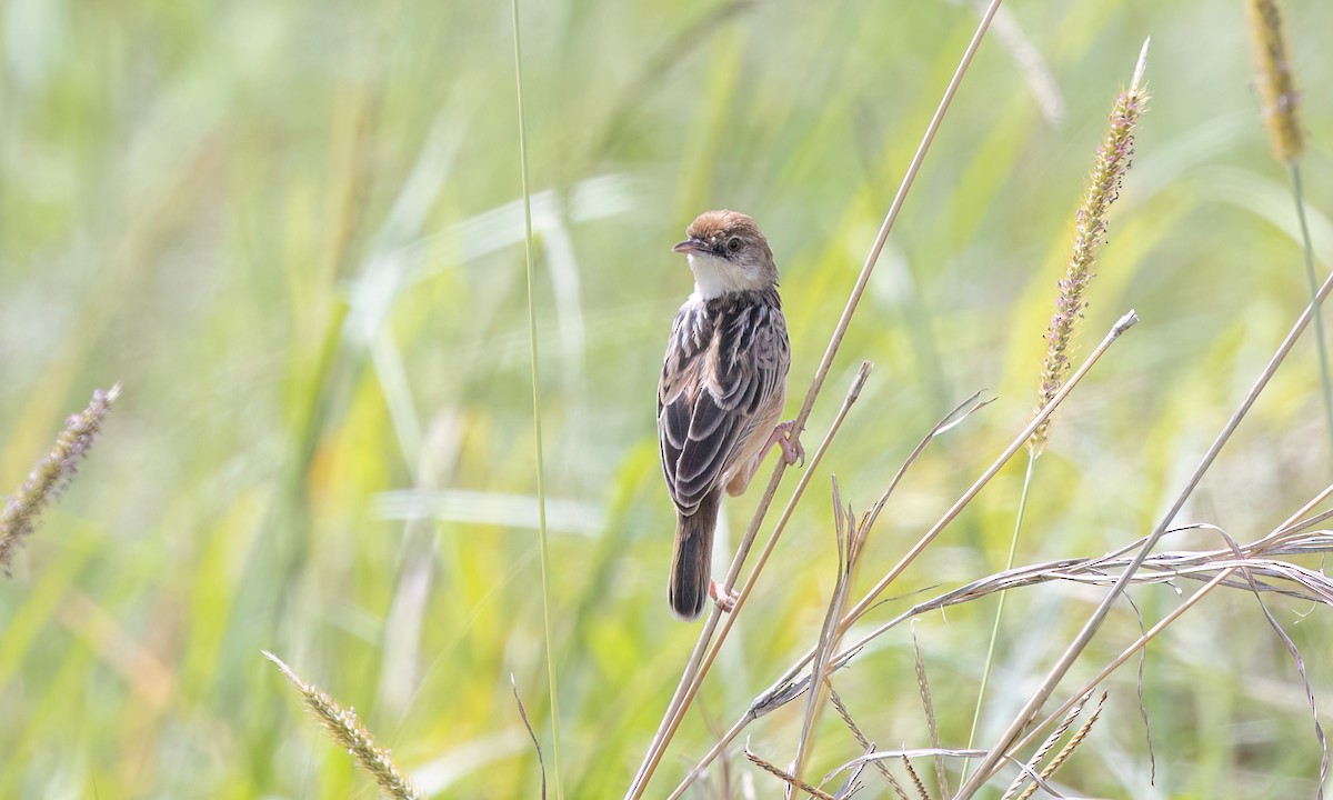 Pectoral-patch Cisticola - ML630072949