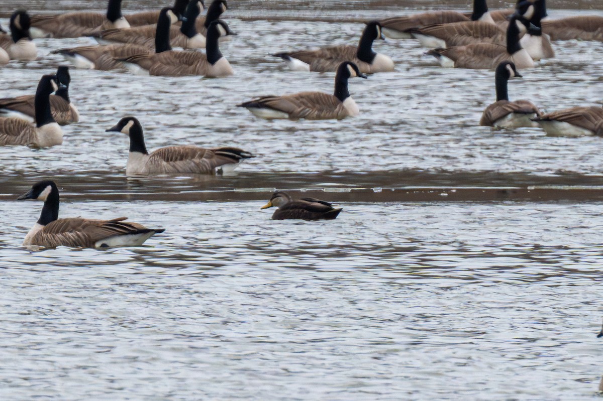 American Black Duck - ML630072995