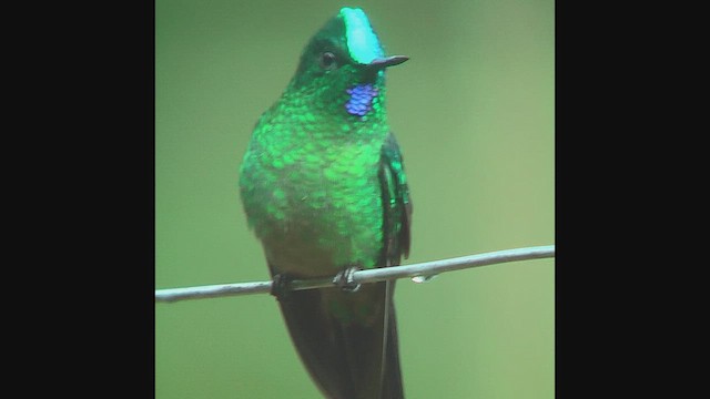 Long-tailed Sylph - ML630073026