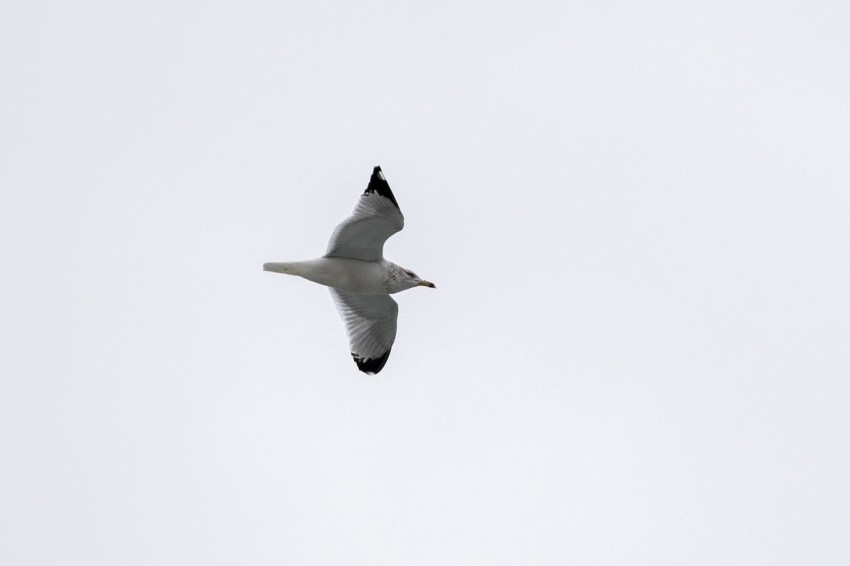 Ring-billed Gull - ML630073044
