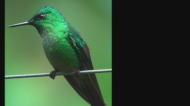 Long-tailed Sylph - ML630073048
