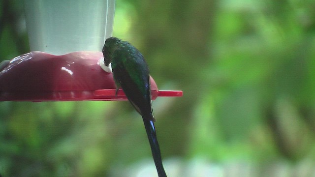 Long-tailed Sylph - ML630073054