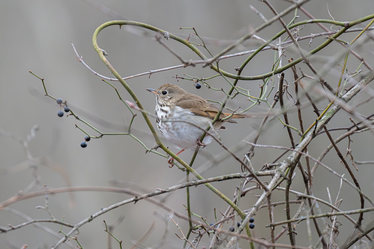 Hermit Thrush - ML630073055