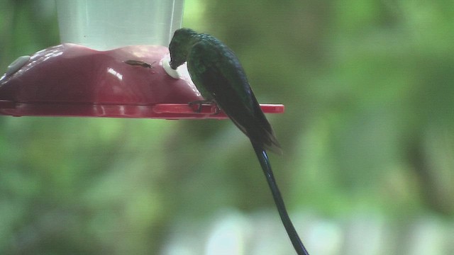 Long-tailed Sylph - ML630073057