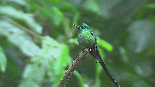 Long-tailed Sylph - ML630073063