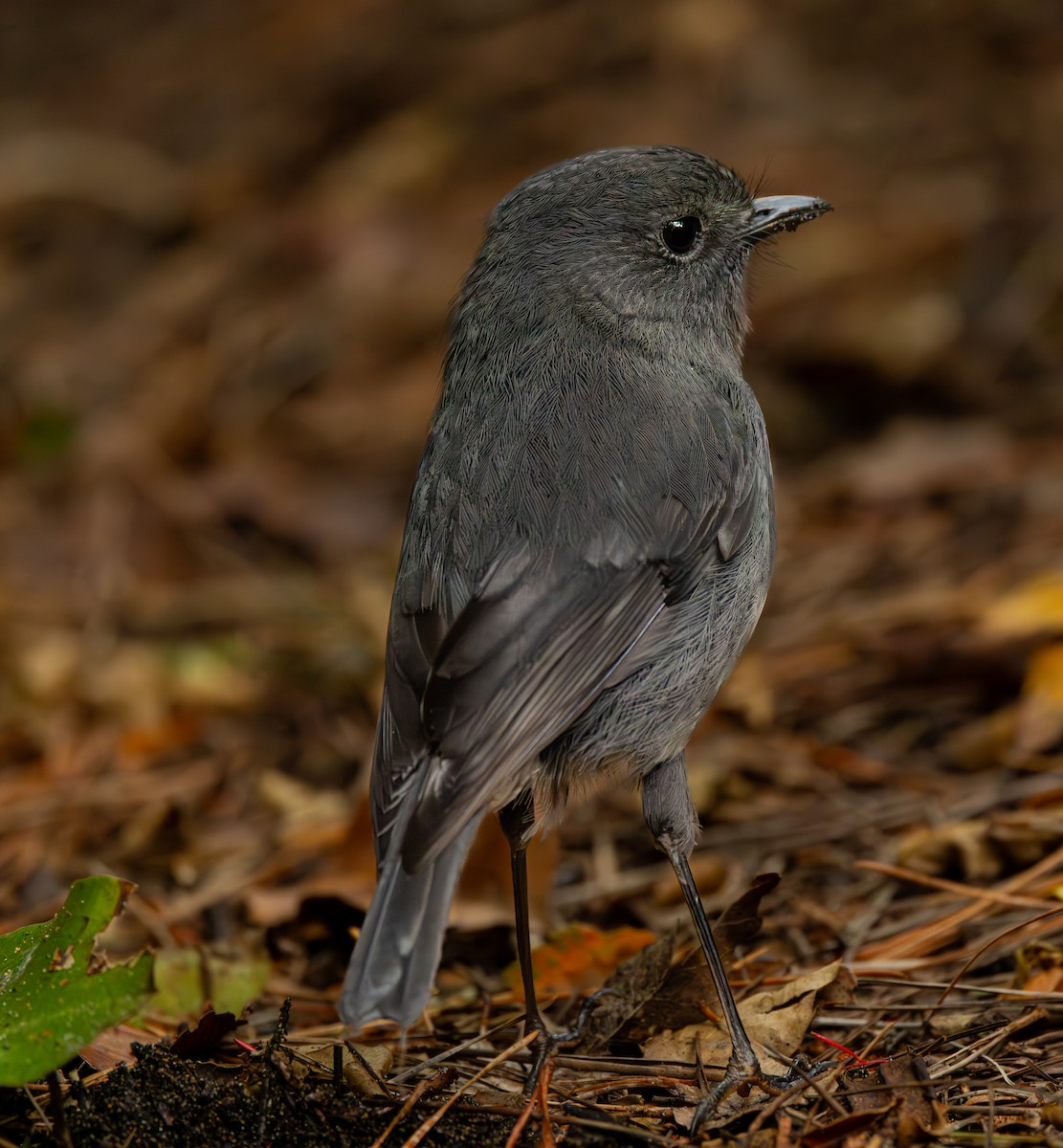 South Island Robin - ML630073190
