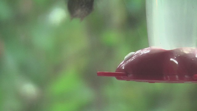 Sword-billed Hummingbird - ML630073267