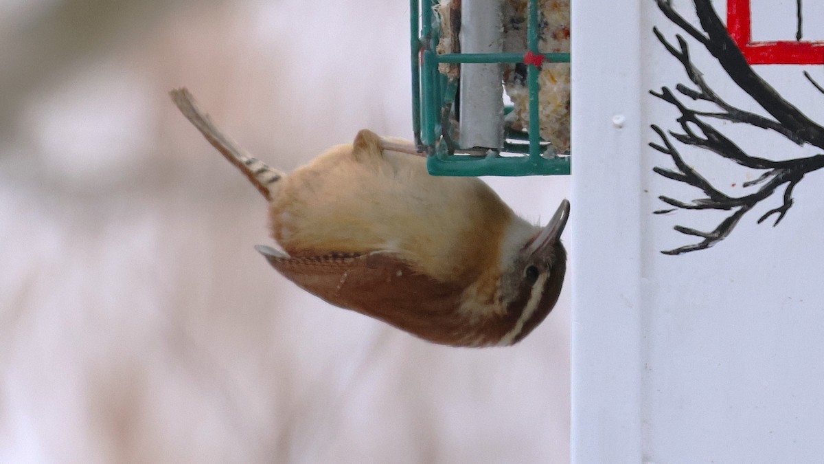 チャバラマユミソサザイ - ML630073273