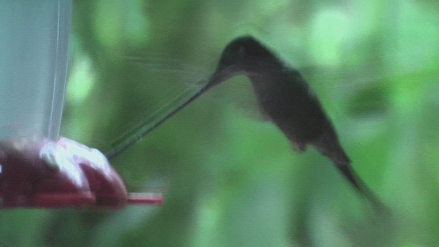 Sword-billed Hummingbird - ML630073279