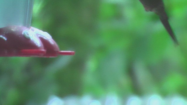 Sword-billed Hummingbird - ML630073280