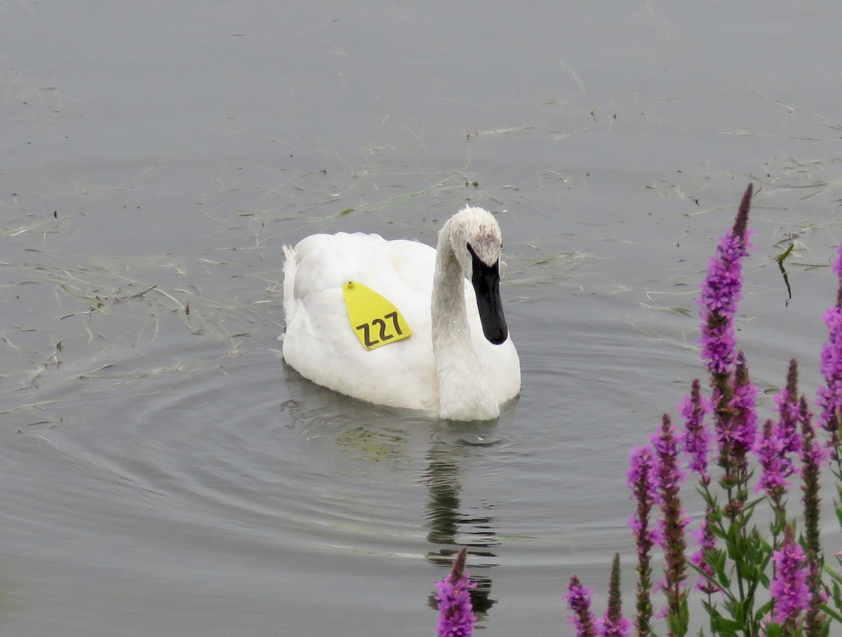Trumpeter Swan - ML630073341