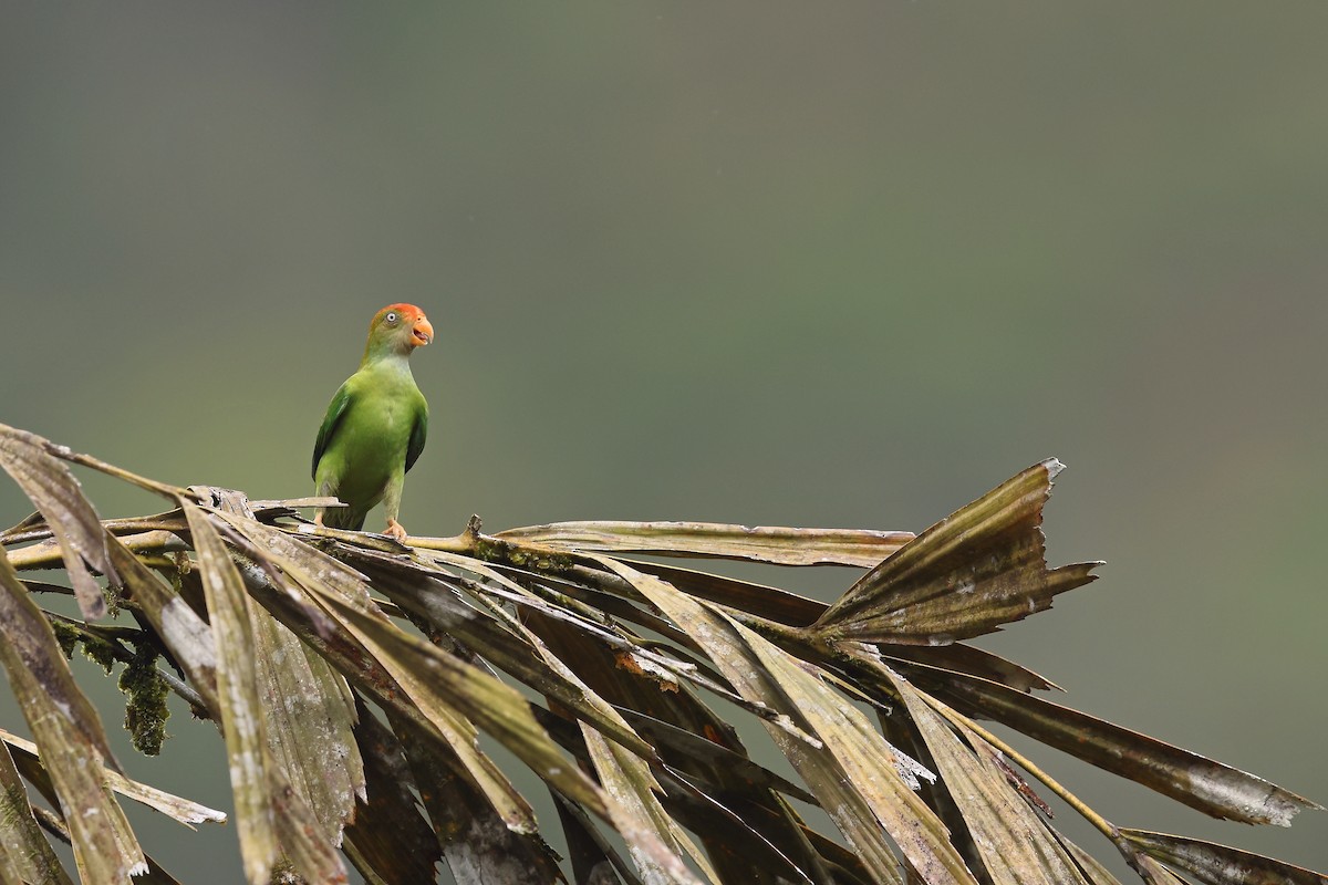 Sri Lanka Hanging-Parrot - ML630073447