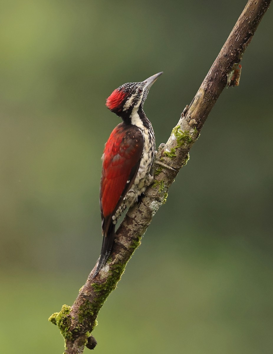 Red-backed Flameback - ML630073458