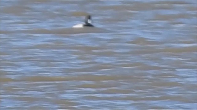 Тэнгисийн шумбуур - ML630073614