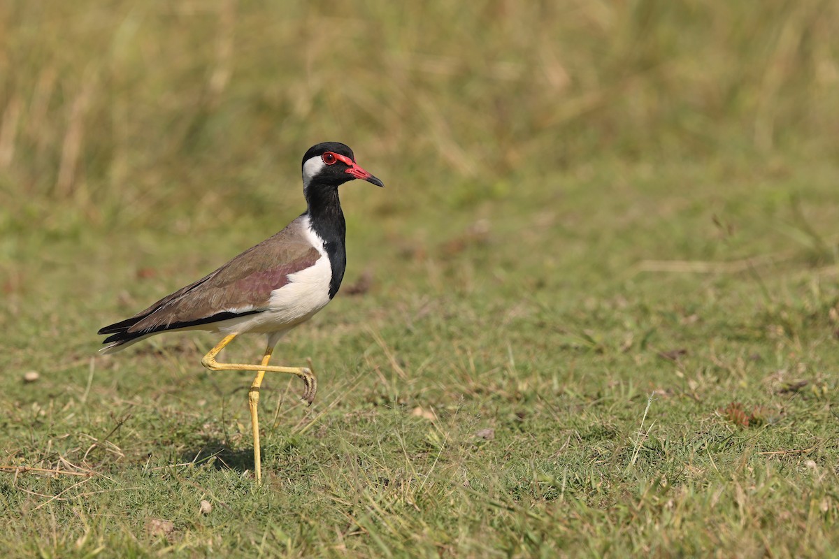 Red-wattled Lapwing - ML630073757
