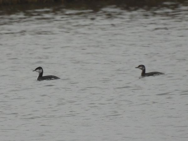 Ухаа шунгуур - ML630073833