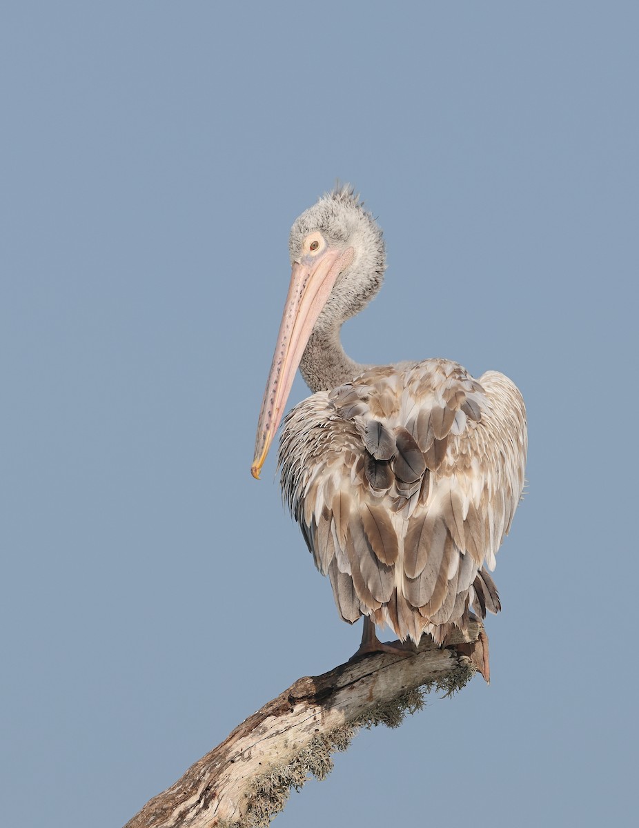 Spot-billed Pelican - ML630073837
