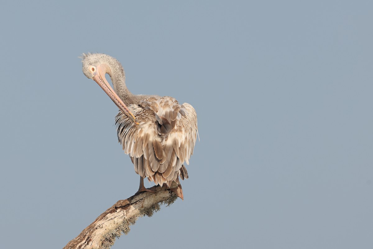 Spot-billed Pelican - ML630073838