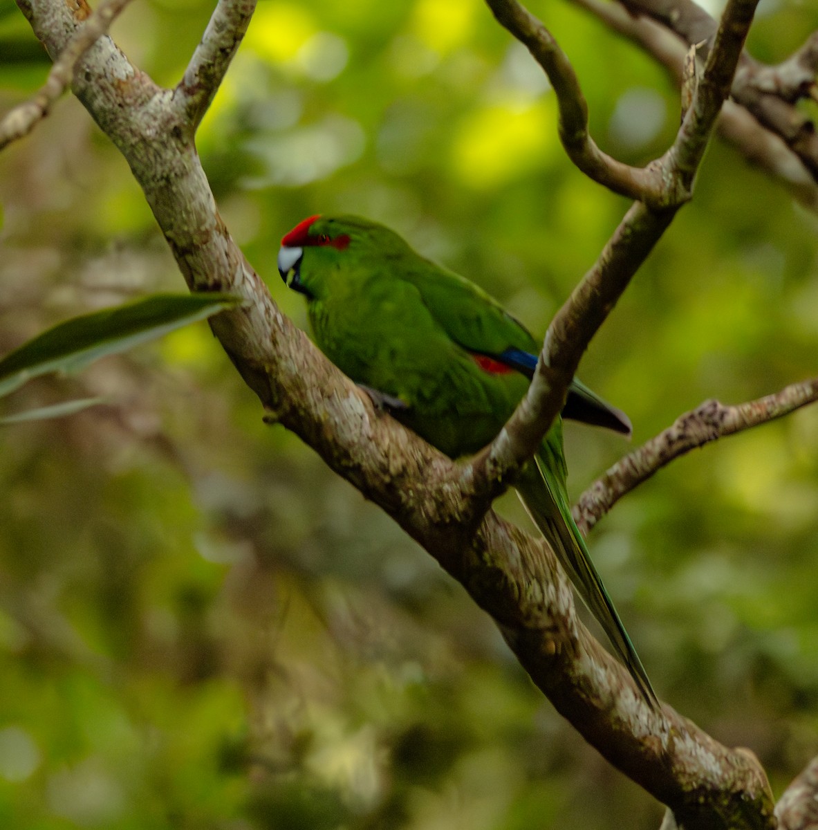 Red-crowned Parakeet - ML630073999