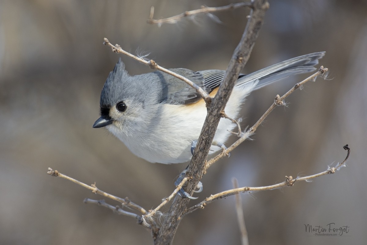 Tufted Titmouse - ML630074078