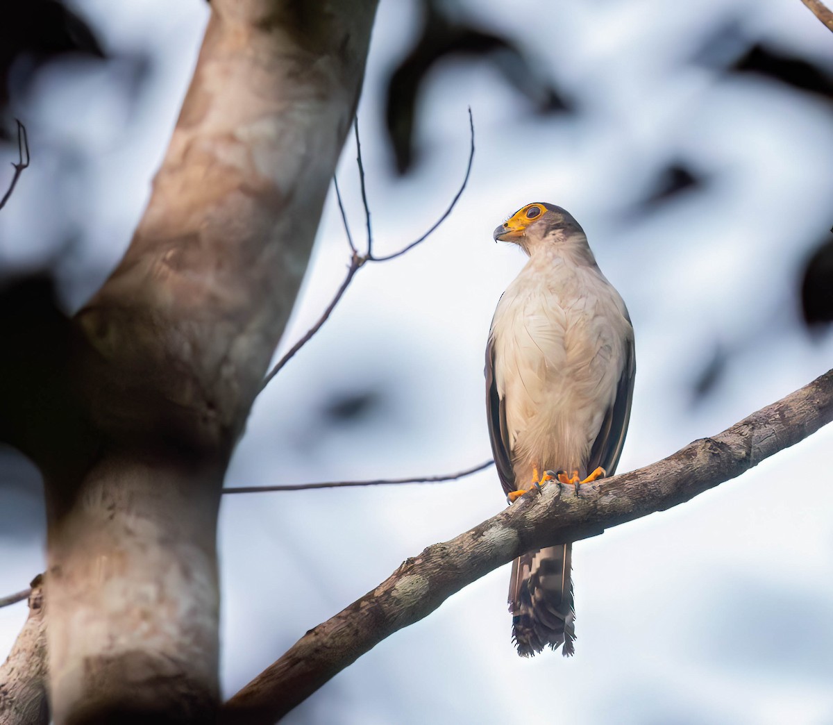 Slaty-backed Forest-Falcon - ML630074429