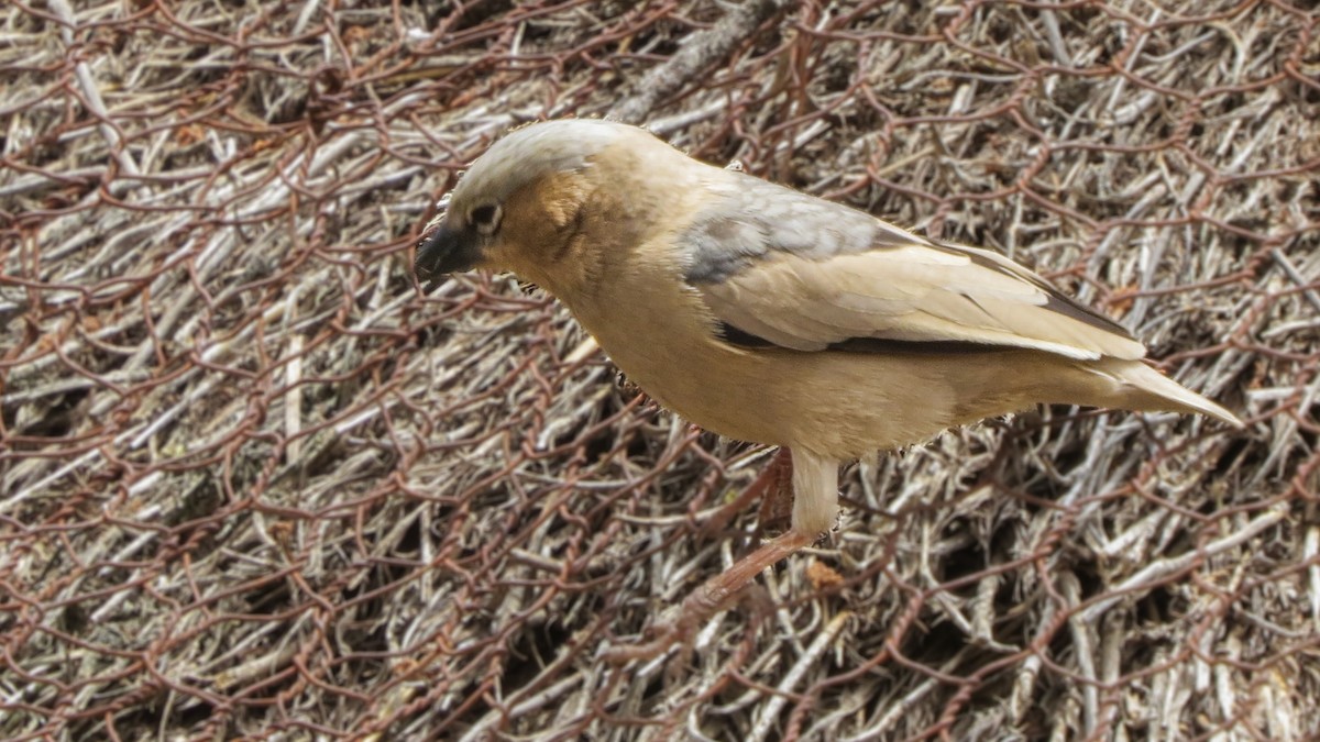 Gray-capped Social-Weaver - ML630074448