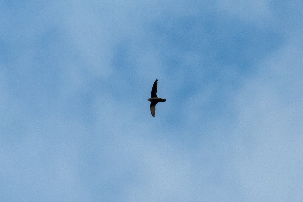 Vaux's Swift (Richmond's) - ML630074696