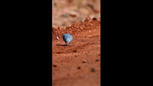 Blue Ground Dove - ML630074718