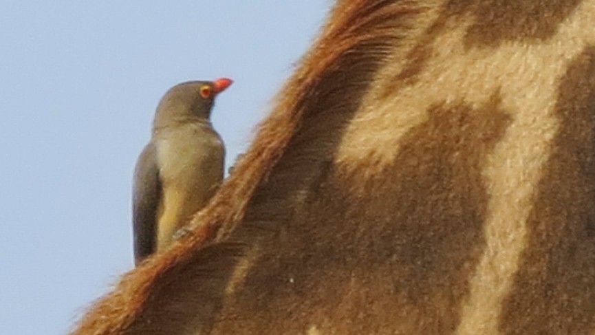 Red-billed Oxpecker - ML630074755